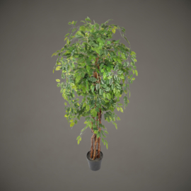 Ficus Liana | 175 cm