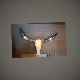 Longhorn Skull