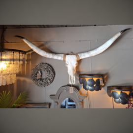 Longhorn Skull