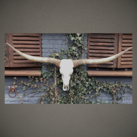Longhorn Skull