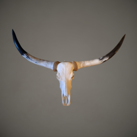 Longhorn Skull