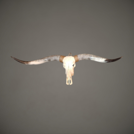 Longhorn Skull