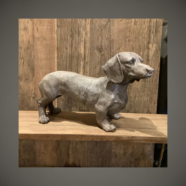 Teckel | 50 cm