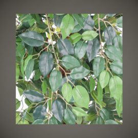 Ficus Liana | 175 cm