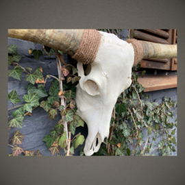 Longhorn Skull