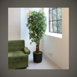 Ficus Liana | 175 cm