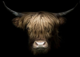 Schotse Hooglander