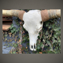 Longhorn Skull