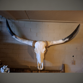 Longhorn Skull