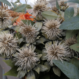 Distel - Cream