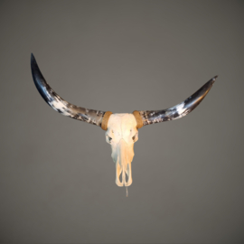 Longhorn Skull