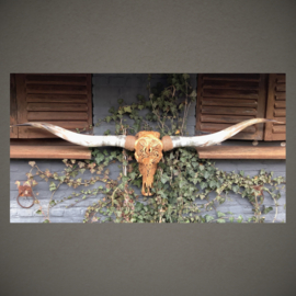 Longhorn-Schedels