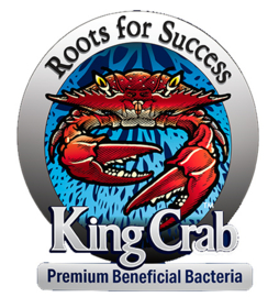 King Crab