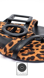 Slipper Leo