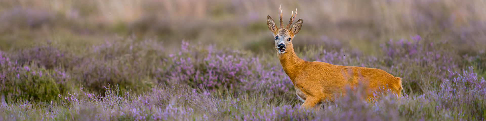 Stealth Gear | Roe Deer