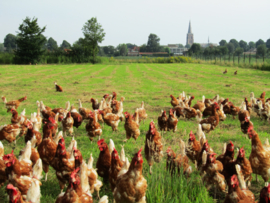 Kippenboerderij De vrije kip