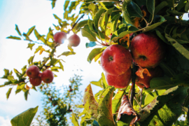 Fruitbedrijf van Huisseling