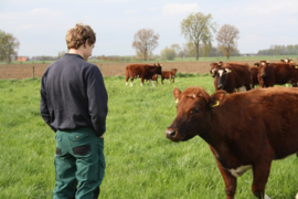 Boer Spierings