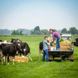 Boer Spierings