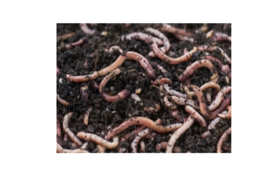 Aardworm (Mestpieren)