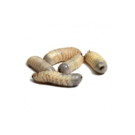 Dola larven 10st