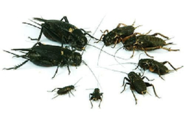 Veldkrekels (Gryllus Bimaculatus)