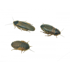 Kakkerlak - Dubia