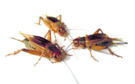 Steppenkrekels (gryllus Assimilis)