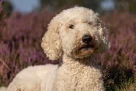 Labradoodle liggend