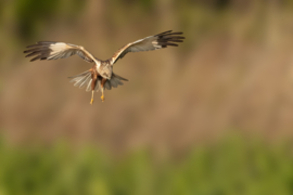 Bruine kiekendief landt in het riet