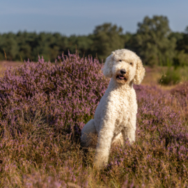 Labradoodle zit op de hei