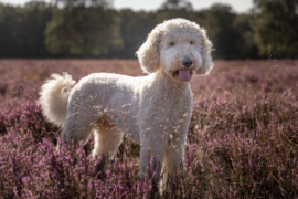 Labradoodle staand