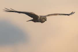 Bruine kiekendief in vlucht