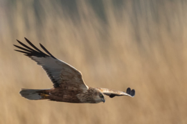 Bruine kiekendief voor het riet