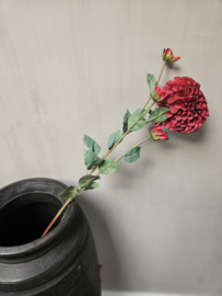 Dahlia rood