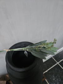 Eucalyptus kort