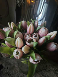 Tulpen licht roze