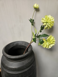 Dahlia groen