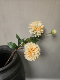 Dahlia zalm