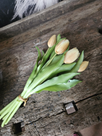 Tulpen champagne