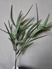 Eucalyptus