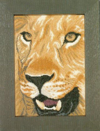 'Lion in close up' Lanarte
