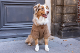 Walking Teddy Bear