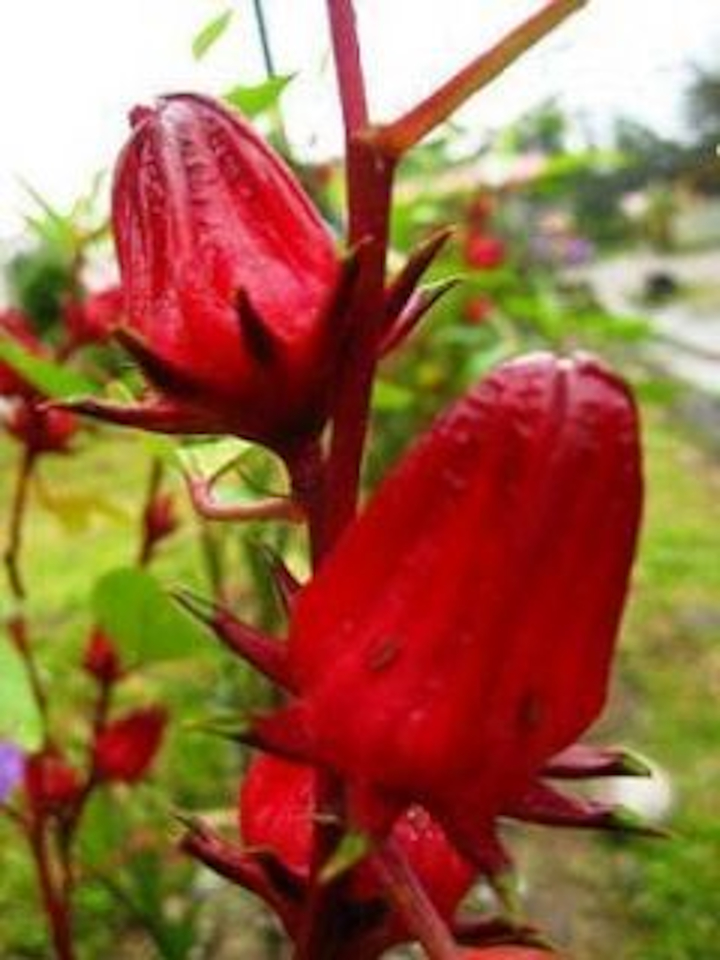 Surinaamse Syuru / Sjoeroe Thee