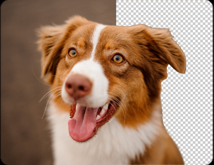 hond