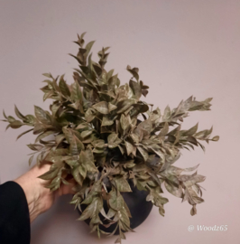 Laurus bushtak