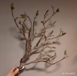 Magnoliatak