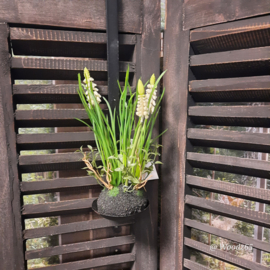Muscari wit