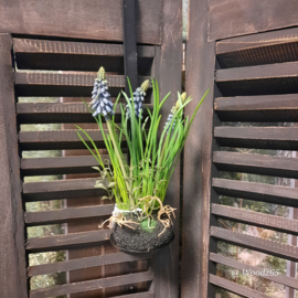 Muscari blauw