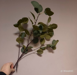 Eucalyptustak